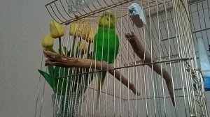 Говорящая певунья. Волнистый попугай.