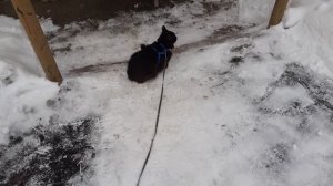 На улице котик.