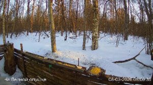 LIVE: На лесной опушке. Природа онлайн