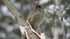 Седой дятел 08.03.2026