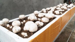 Используйте старые пенопластовые контейнеры для выращивания шампиньонов, крупных и белых шампиньонов