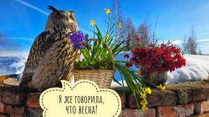 Сова Ёль сделала всем красиво на 8 марта. Пёс Кубик бегает по снегу аки по суху! С Праздником!