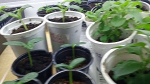 08.03.26 Пикировала томаты от 27.02.26