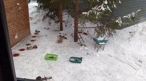 с праздником Весны