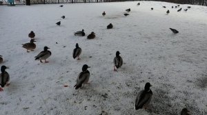 Бегут ручьи и уточки наши заповедные. Кемерово
