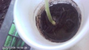 Растущее кабачковое растение ЯНВАРСКОЙ посадки ! Сорт - "Чёрный Красавец".