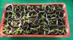 Всходы томатов от 1 марта, из 56 сортов не взошло 5. Пикируем томаты посева 18 февраля.