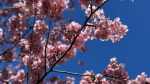 Э. Элгар "Салют любви"