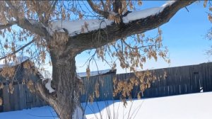 снег идет)))клён не пострадал)))закупила продукты)))