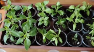 8 марта 2026г. Обзор рассады. Подарки на 8 марта. Беда с голубикой.