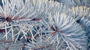 Питомник .Начало сезона 2026