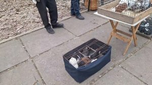 1000108701.mp4Ярморка голубей