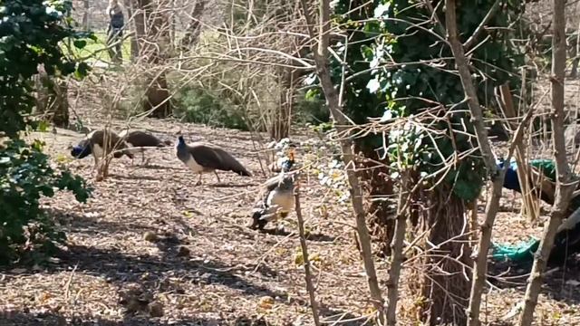 8 марта. Поздравляю. Краснодар. Ботанический сад. Подарочек!