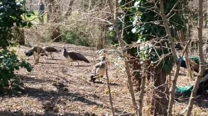 8 марта. Поздравляю. Краснодар. Ботанический сад. Подарочек!