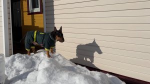 На дачу. Семья огурцов. Утепляемся. Птички