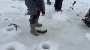 поимка форели на активную снасть