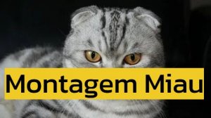 Montagem Meow by NickOnTwo (me) | Preview 1