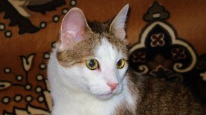 Кот Тима. Прожил с нами 17 лет...