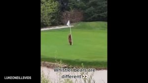 Медведи не перестают быть драматичными 🤣 Самые смешные видео с ЖИВОТНЫМИ