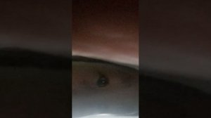 играем в форсакен