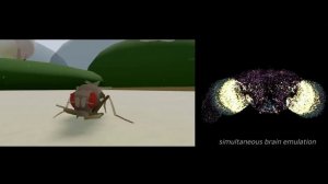 Цифровое бессмертие становится реальностью: учёные загрузили мозг мухи в компьютер