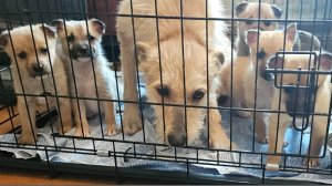 Рыжее семейство - день 1 после приезда из сарая