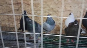 07.03.26. СБОРНАЯ ЯРМАРКА ГОЛУБЕЙ. БРОННИЦЫ.ч.1