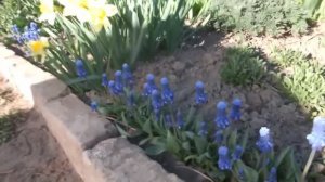 Конец апреля 2019 года, сад и огород.