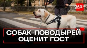 ГОСТ по требованиям к собакам-поводырям разработали в России