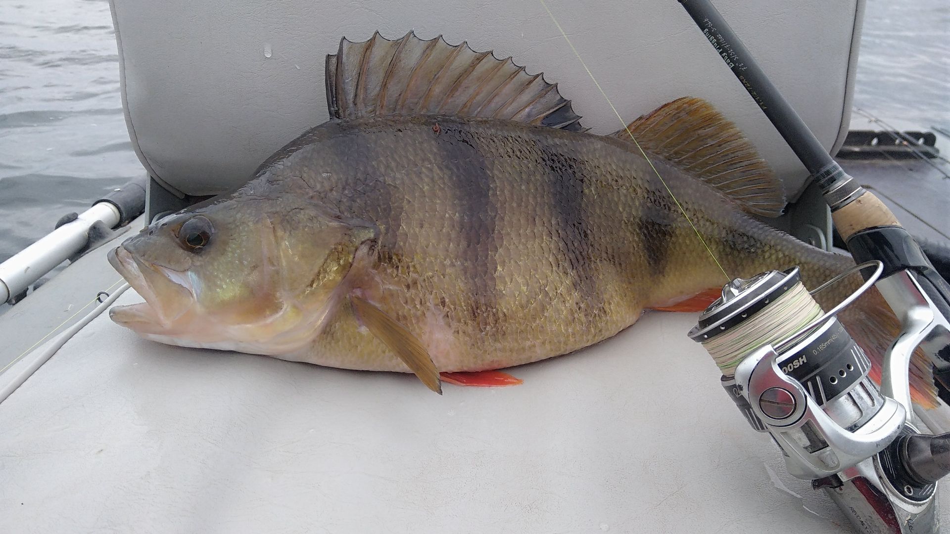 Мартовский твитч