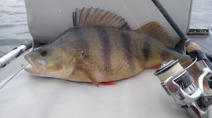 Мартовский твитч