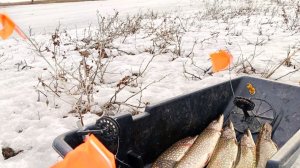 НАШЁЛ ЛЁД В ПОЛЕ И ДАВАВАЙ ЩУК ТАСКАТЬ! НАКОНЕЦ-ТО ДИКИЙ ЖОР! РЫБАЛКА С СЫНОМ УДАЛАСЬ.