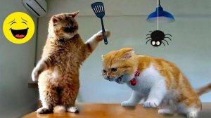 Смешные и забавные животные 😻😺 Лучшие приколы с животными 🐶 Подборка забавных животных