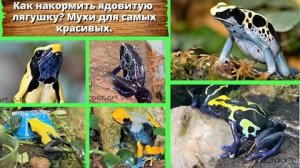 Как накормить ядовитую лягушку? Мухи для самых красивых