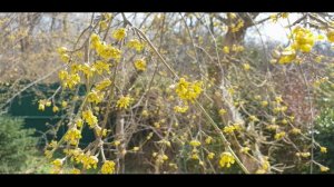 "Весеннее Танго". Поздравительное. Цветочное.