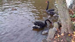 Лебеди в нашем парке