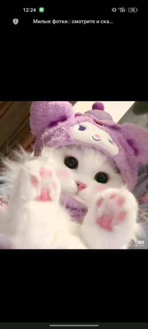 моя трансляция Алиса