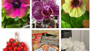 Не смогла пройти мимо! Цветы к празднику! Покупки для дома!