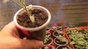 Томатные Гномы - отличные "ЖДУНЫ"! Они будут ждать вас очень долго. Сравниваю томатую рассаду.