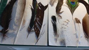 08-03-2026 коллекция перьев