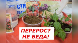Перец перерос? Не паникую! Спасаю рассаду правильной пикировкой!
