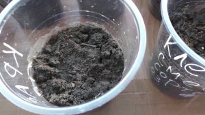 Клещевина через шесть дней, 8 марта.