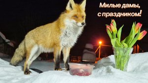 (1235) Лиса приходит в гости. Март 2026