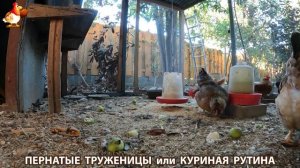 Куриная рутина – что делают куры на выгуле 😂 эпизод (142)