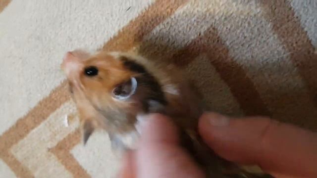 Рыжка в в другом доме где есть собака и замерла, боится 20221104_085940