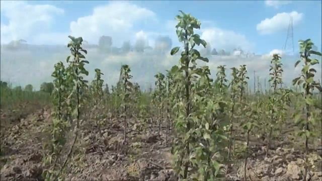 Садовый питомник ПРЕССИНГ, май 2016