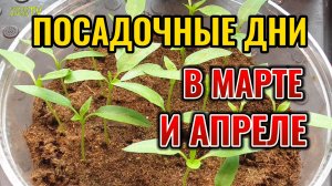 Посадочные дни в МАРТЕ и АПРЕЛЕ по лунному календарю садоводов и огородников🌸🌱🥒