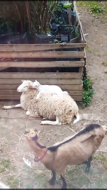 Ты такой мягкий, а мама строгая!