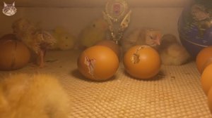 2 цыпленка в инкубаторе вылупились за 30 минут