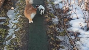 Собака меньше кошки #СКИДКИ Фрейя #купить_щенка_чихуахуа_продаю +79215950848